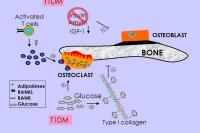 Abbildung 10: Diabetes mellitus - Osteoporose