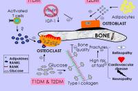 Abbildung 13: Diabetes mellitus - Osteoporose