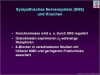 Abbildung 4: Nebenniere
