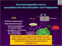 Abbildung 5: Nebenniere