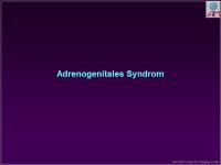 Abbildung 6: Nebenniere