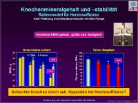 Abbildung 11: Nebenniere