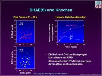 Abbildung 15: Nebenniere