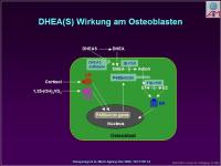 Abbildung 16: Nebenniere