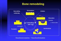 Abbildung 3: Schilddr�se